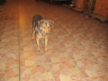 Der alte strassenhund 17.12.2015