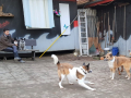 Stella-und-Maite-26.1.20