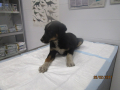 Stiki bei der Untersuchung in der Vetklinik 26.2.2017 2
