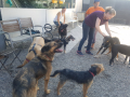 Stiki bekommt ein Gstältli 14.8.17