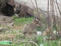 Sunny und ihre 2 Welpen 4.3.2016 3