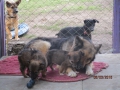 Sunny und ihre 2 Welpen bei Magi 6.3.2016