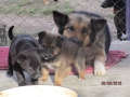 Sunny und ihre Welpen 6.3.2016
