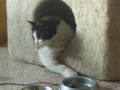 ...Thomas beim Katz-und-Mausspiel mit Kollegen...