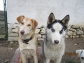 Snowy und Schiila 28.2.2016 1