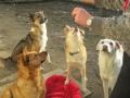 Valentine`s day Hero, Schiila, Chiko und Belko