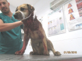 Velitschko Der gebissene Hund 1