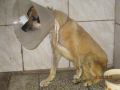 Velitschko Der gebissene Hund 18.5.2016 1