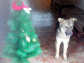 Wolfi f