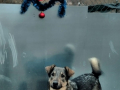 Djony-20.12.19