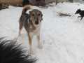 Chicko-15.12.22