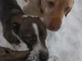 Johny-Scharko-Maxi-15.12.22