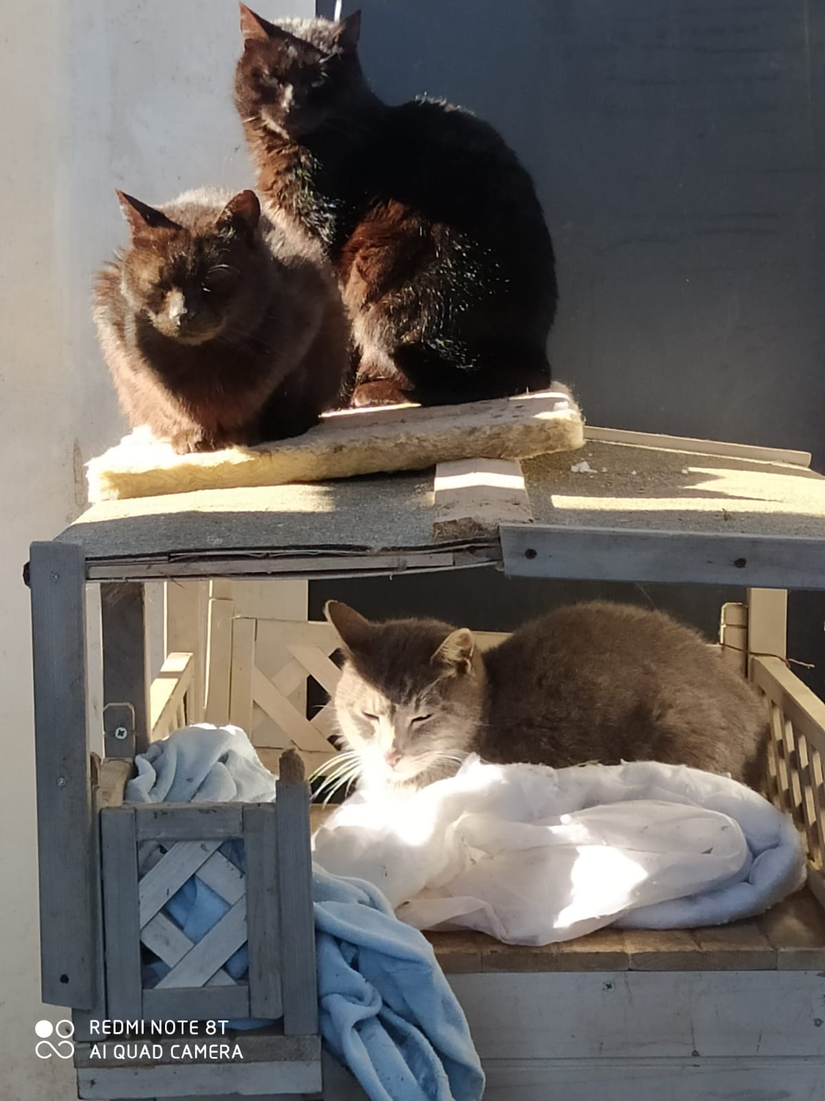 Katzen-9.2.20a