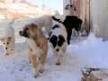 Holly-Kamillo-und-Sina-9.2.20
