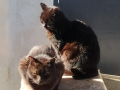 Katzen-9.2.20