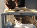Katzen-9.2.20a