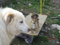 Dobrin mit Aretha und Minni 2.4.2016