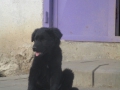 Elvis 3.4.2016