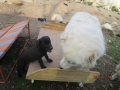 Fredi und Dobrin 2.4.2016