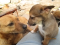 Minni und Hero 2.4.2016