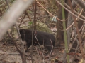 Welpen 02.03.2016 1