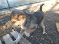 Blacky-10.1.2020-2