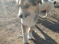 Blacky-10.1.2020-3