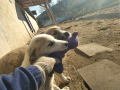 Holly-Kamillo-10.1.2020