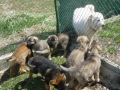 Dobrin schaetzt die Welpen ein 19.4.2015