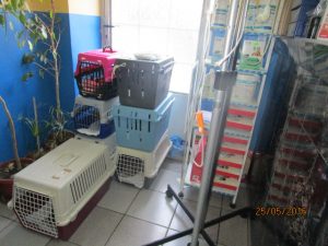 Strassenkatzenkastration 25.5.2016